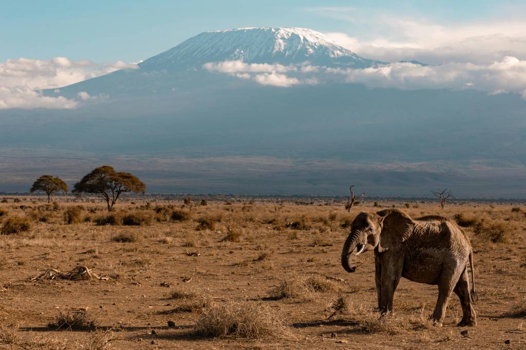 Rencontre avec la faune tanzanienne en safari hors pistes