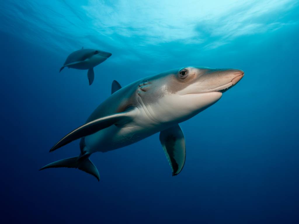 Requin Réunion lagon : cohabitation fragile entre faune marine et activités humaines
